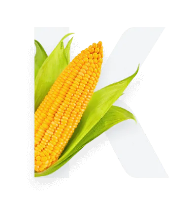 Кукуруза