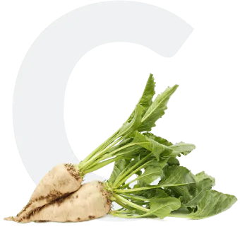Сахарная свекла
