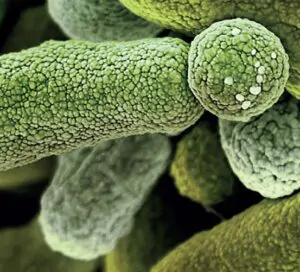 Microelements used by biostimulants