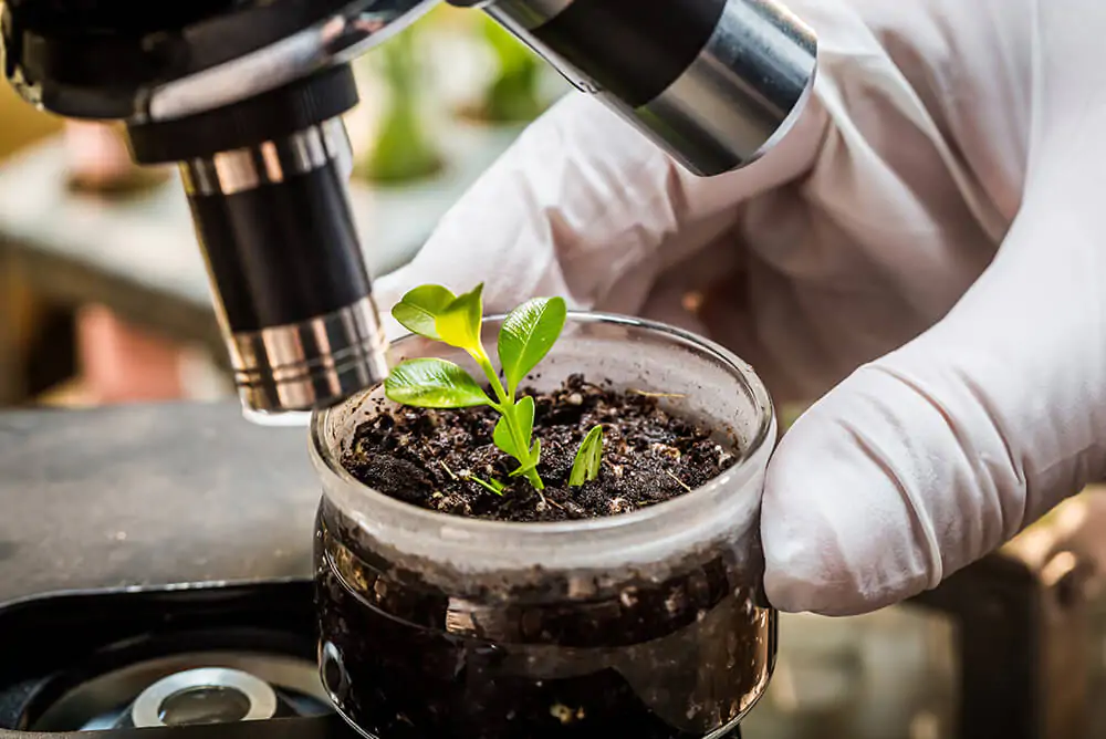 Biostimulants in farming: necessity, types, and application