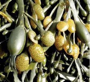 Algae for the production of biostimulants