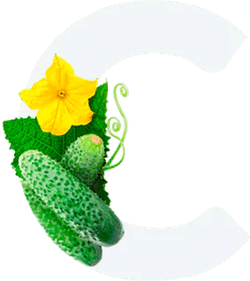 Cucumber