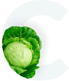 Cabbage