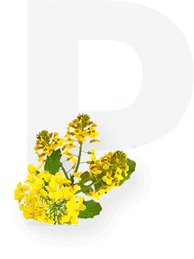 Rapeseed