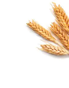 Wheat