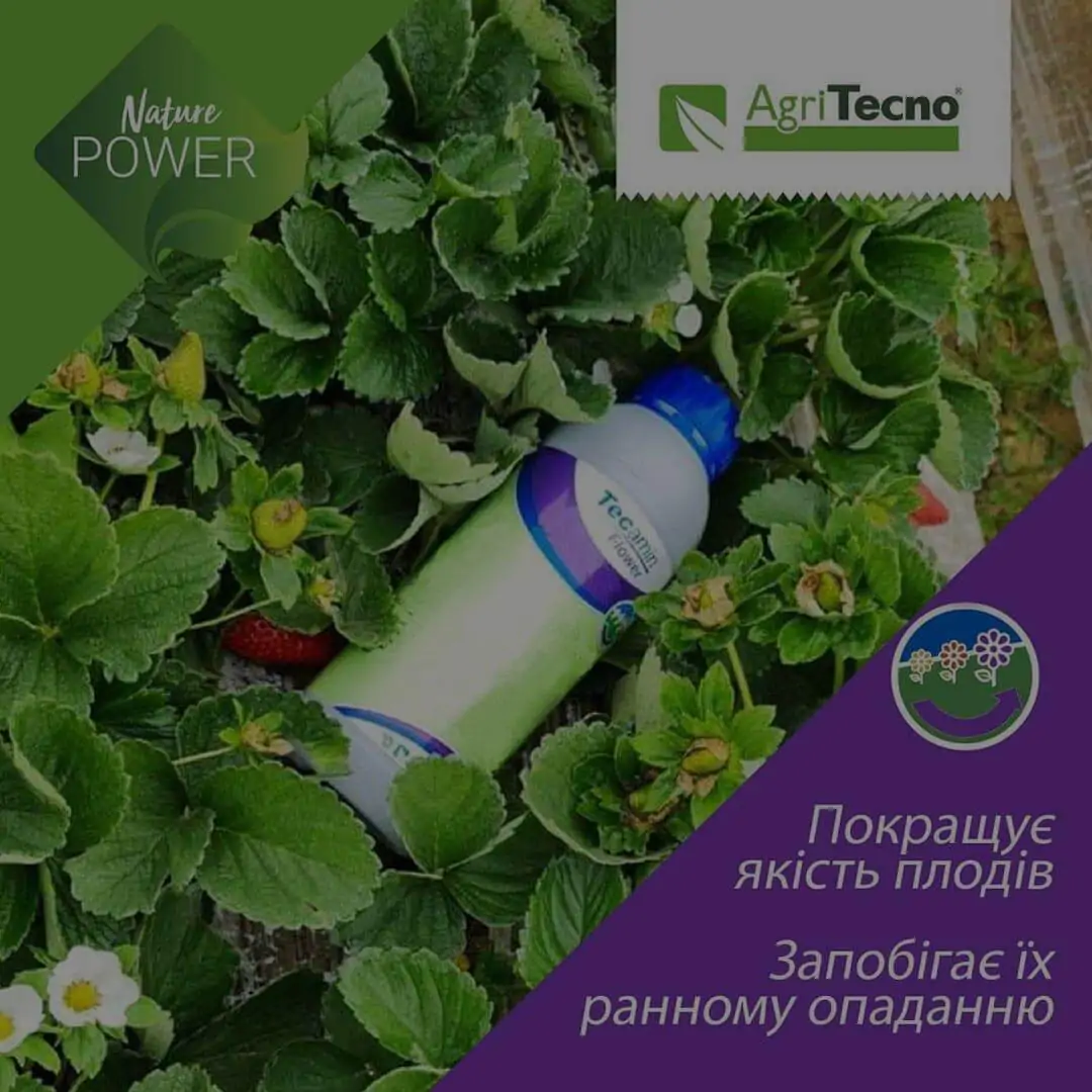 Який цвіт – такий і плід
