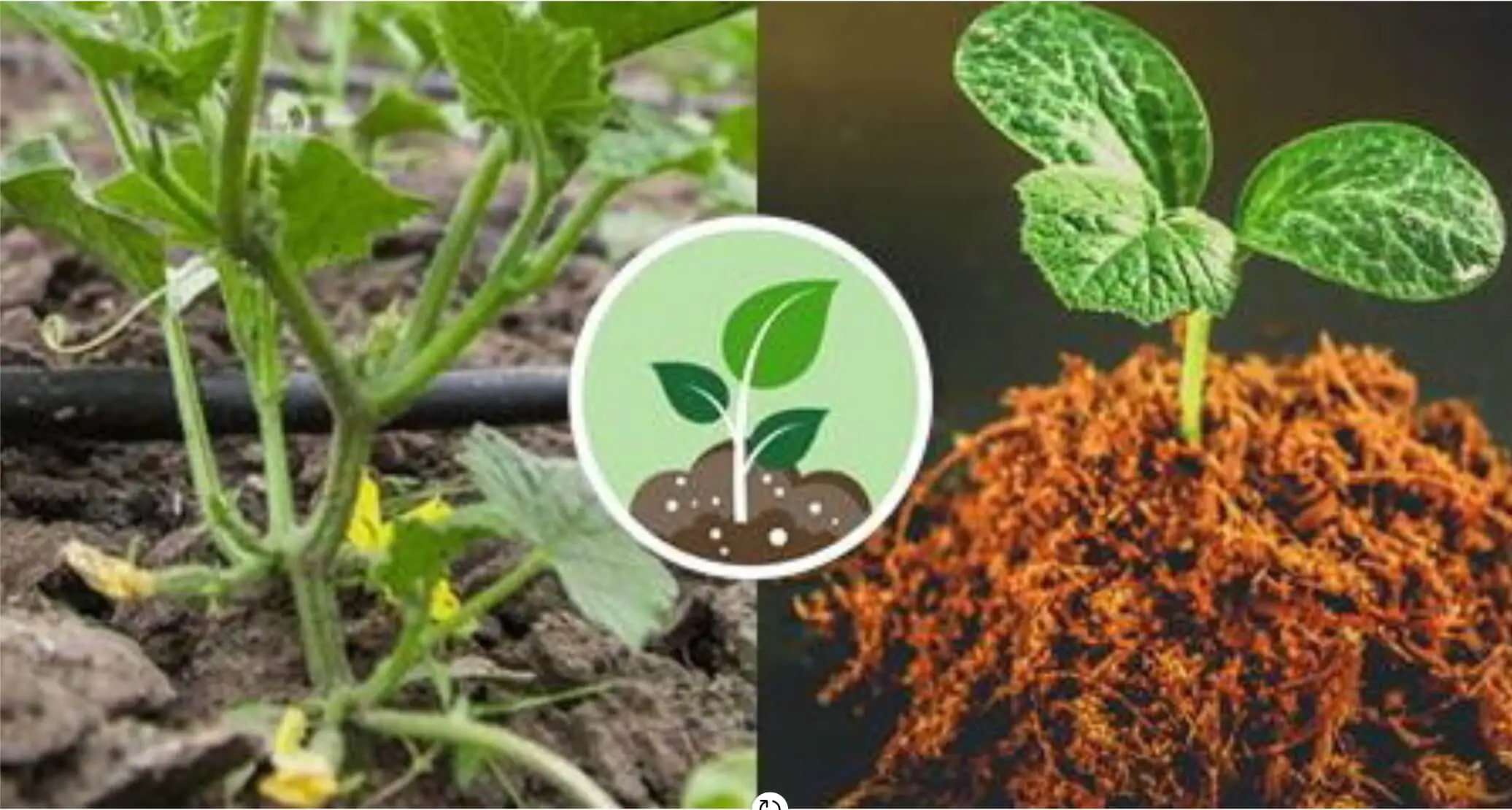 Біостимулятори росту рослин